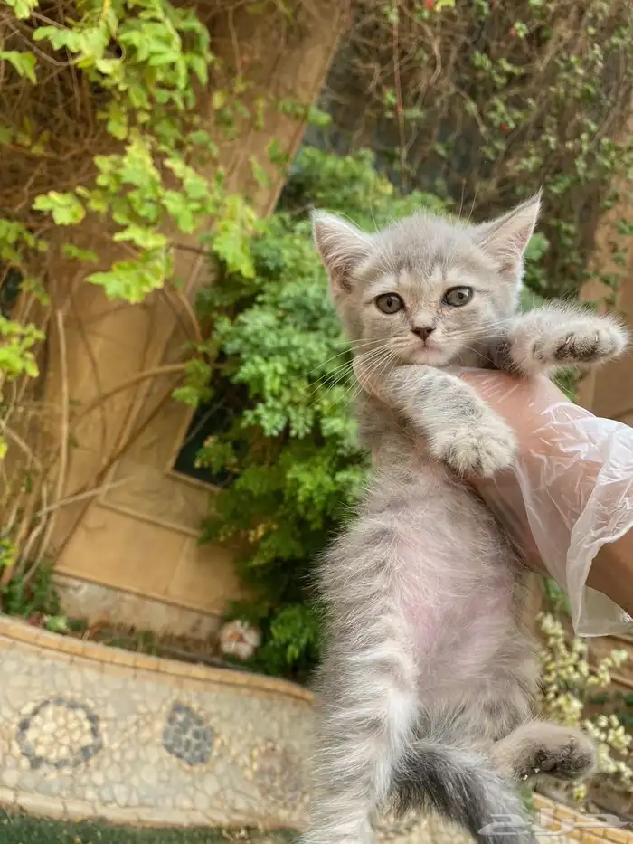 كيتن سكوتش فولد مطعمين للبيع ولايوجد تبني 8