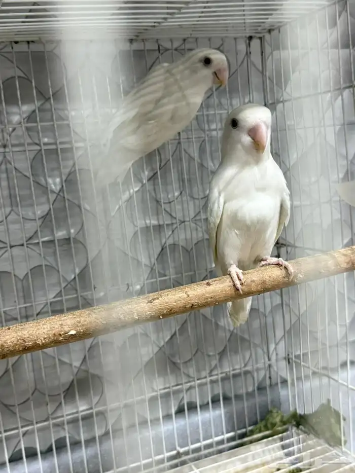 عصافير روز 0