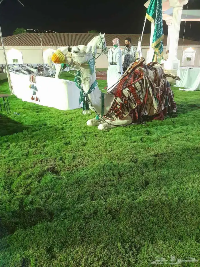 أستأجر خيول وجمال 3