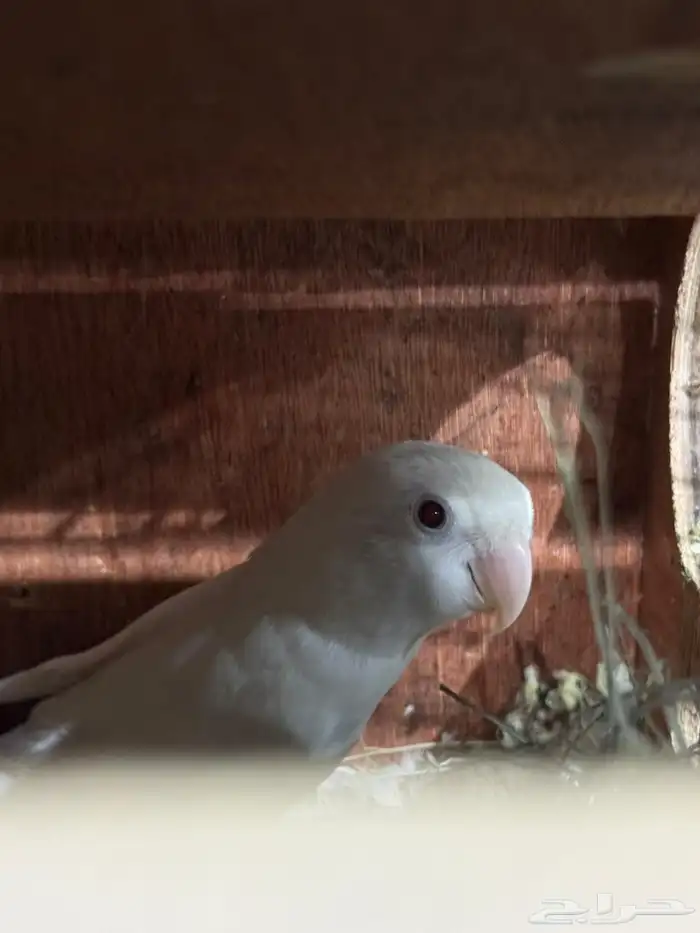 عصافير روز 1