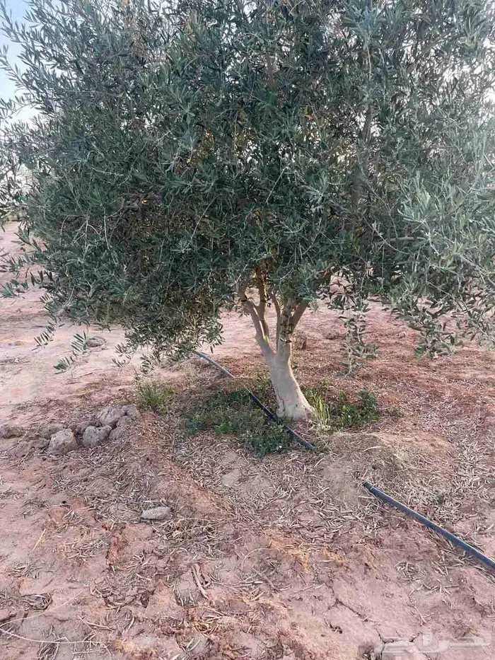 شجر زيتون كبير صوراني و بيكوال 3