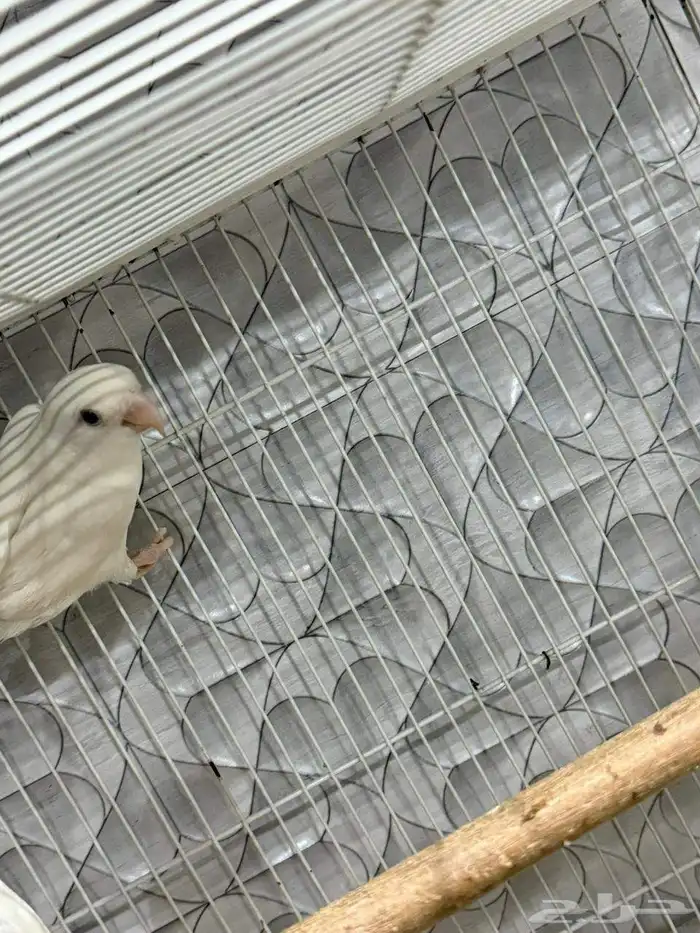 عصافير روز 2