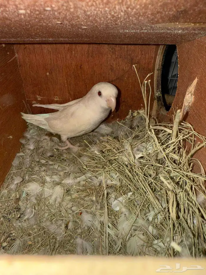 عصافير روز 3