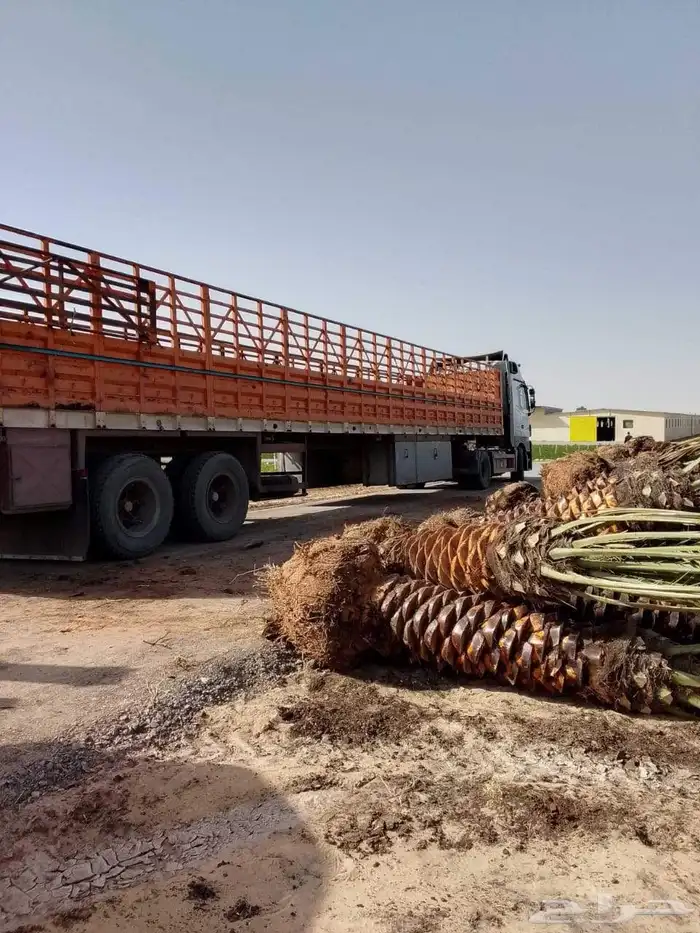 يوجد لدينا جميع انواع النخيل لاصرام والغرس 4