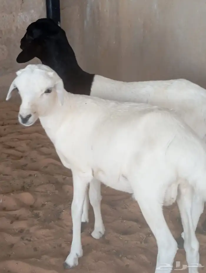 للبيع خروفين دواغير 1
