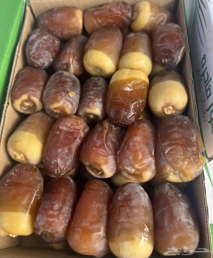 نخيل نوايع شمشوله حوشانه نبتت الحصان خلاص ملوكي نادر فاخر 4