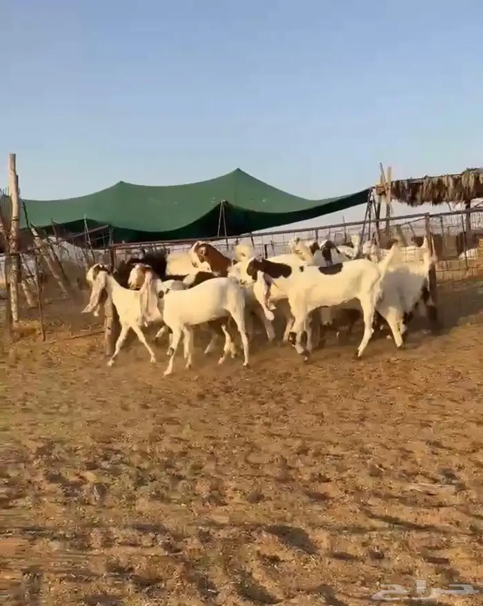 جفرات طيبه((( تم البيع ))) 0