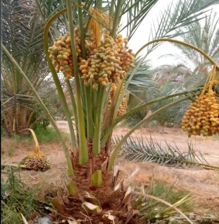 نخيل 1