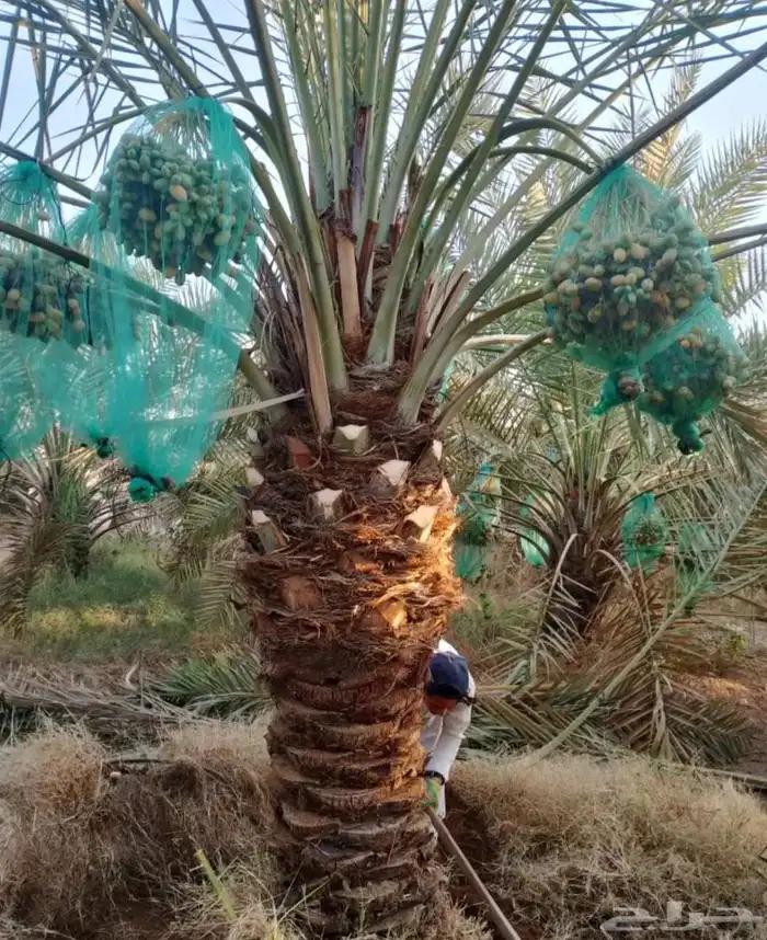 نخل نقايل جثايث برحي هلالي شيشي منيفي خضري نخيل صقعي مجدول 4