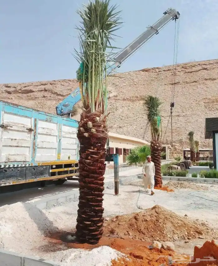 نخل نقايل جثايث برحي هلالي شيشي منيفي خضري نخيل صقعي مجدول 3