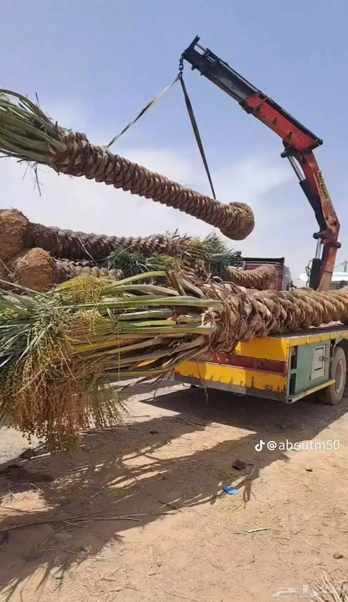 يوجد لدينا أشجار ونخيل 4