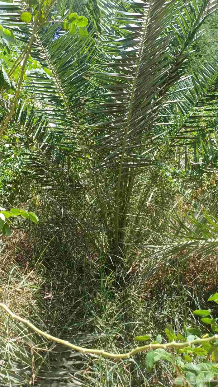 يوجد نخل الكناري مع التوصيل 2