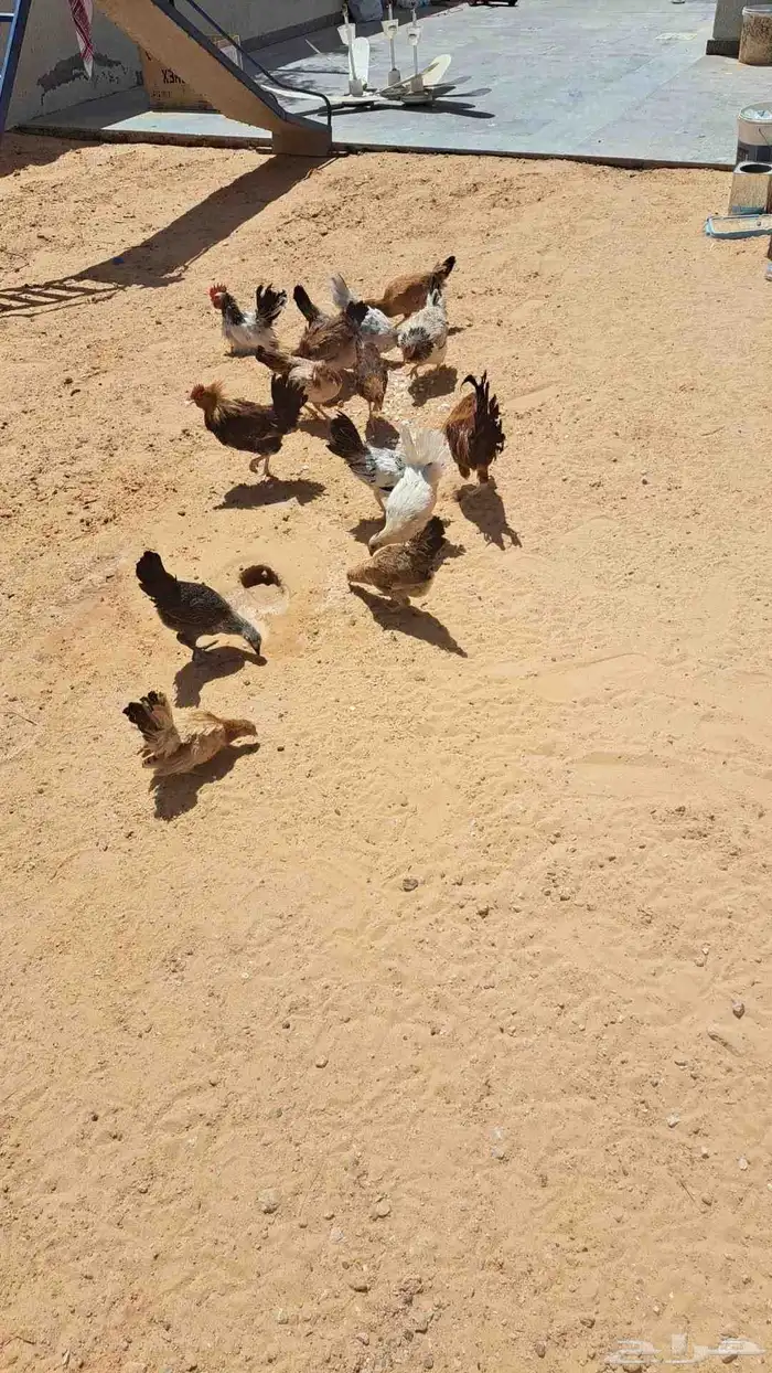 دجاج بشاير للبيع 1