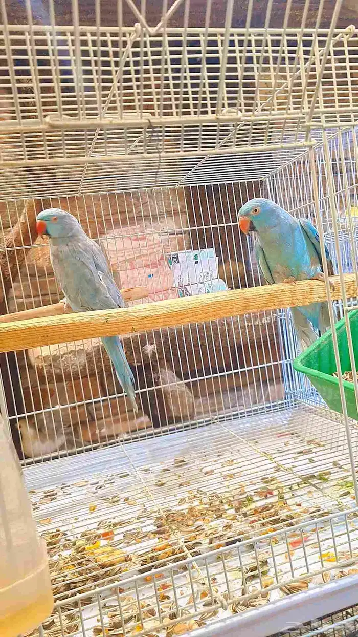 زوج دره هولندي فايلوت 4