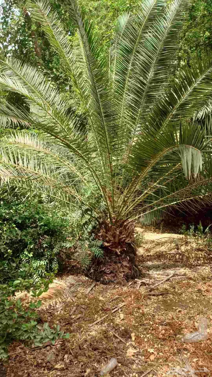 يوجد نخل الكناري مع التوصيل 6