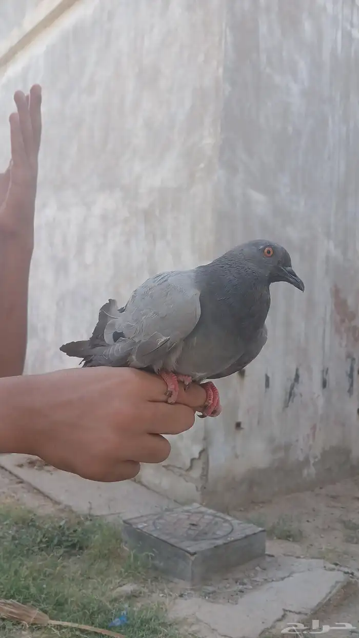 هاذا اسمه فطيس ذكر حمام بلدي ذكي جدا يباله يتعود على صاحب جد 0