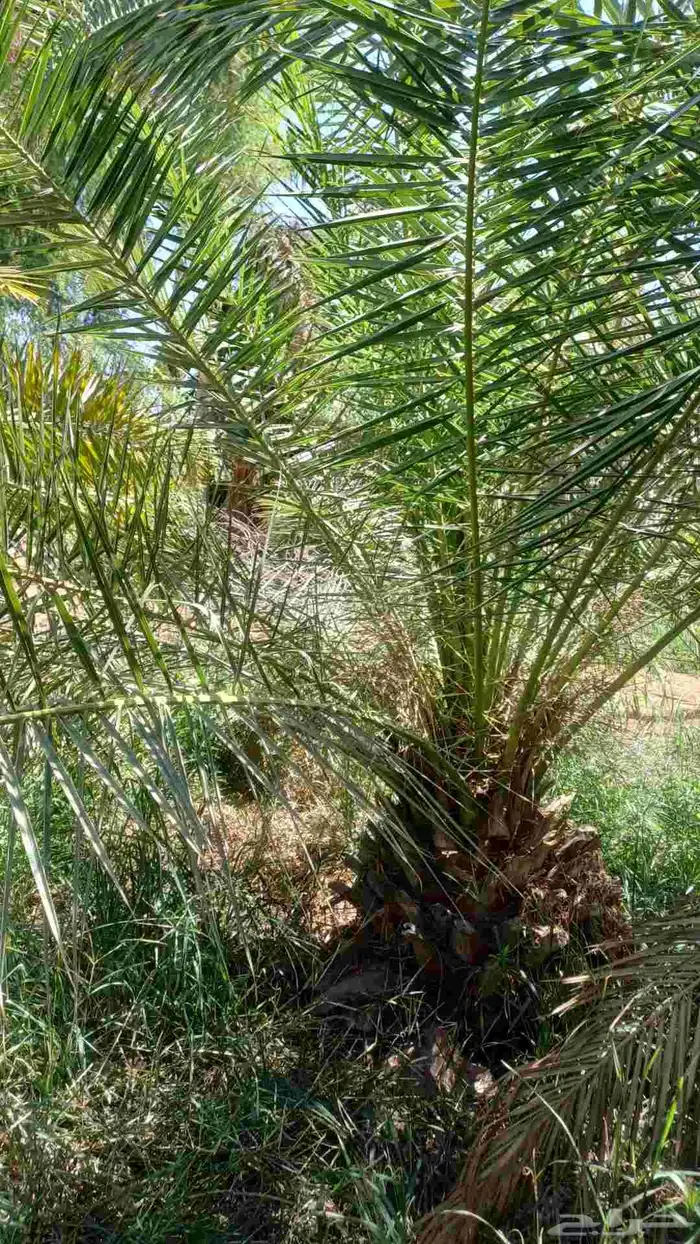 يوجد نخل الكناري مع التوصيل 4