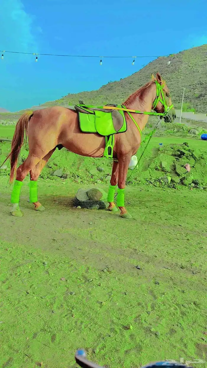 سلام عليكم يوجد لدينا اجار خيل و جمال وسيسي يوم اسبوع شهر 7