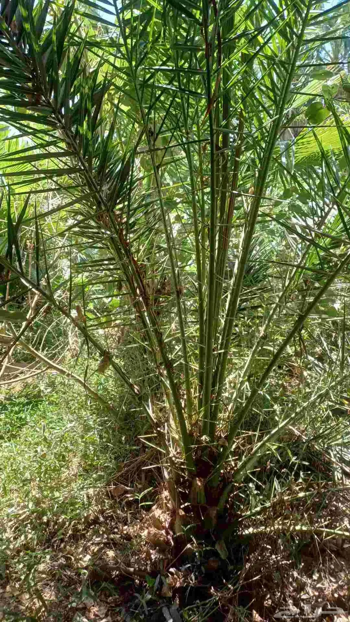 يوجد نخل الكناري مع التوصيل 1