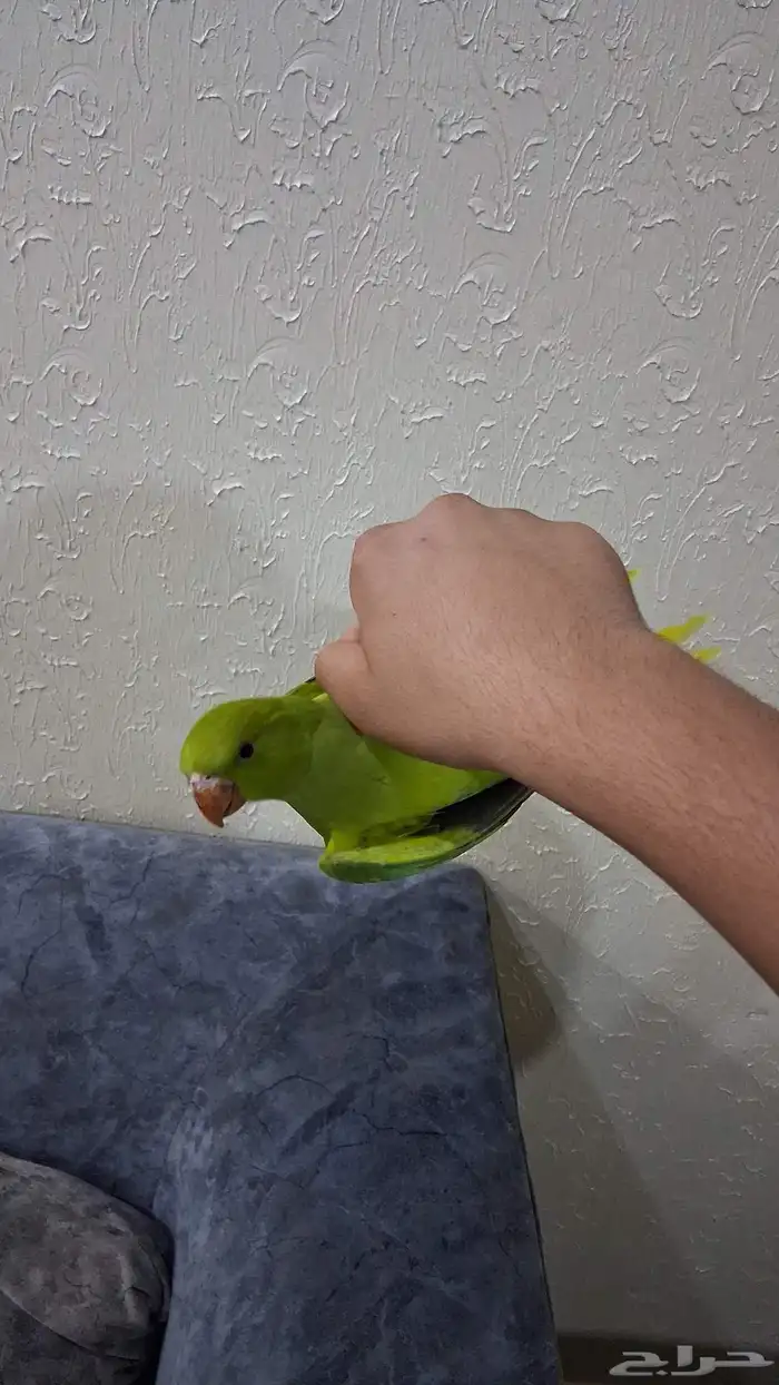 ببغاء الدره الييف 8