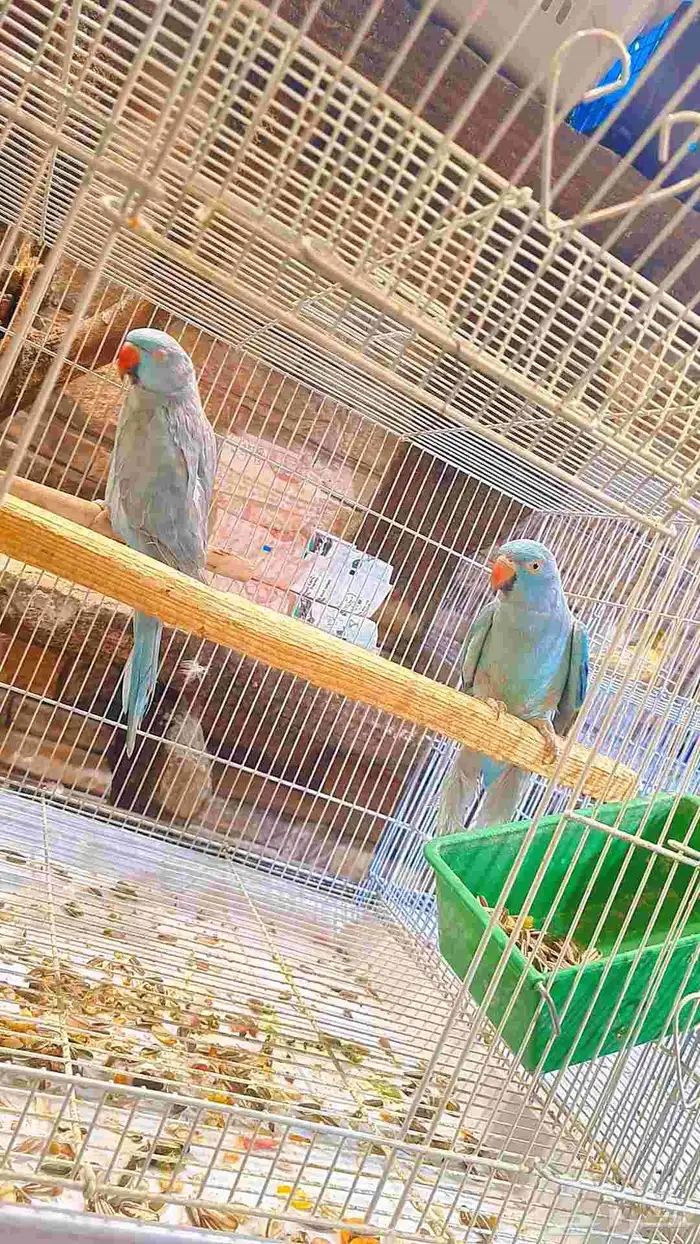 زوج دره هولندي فايلوت 2