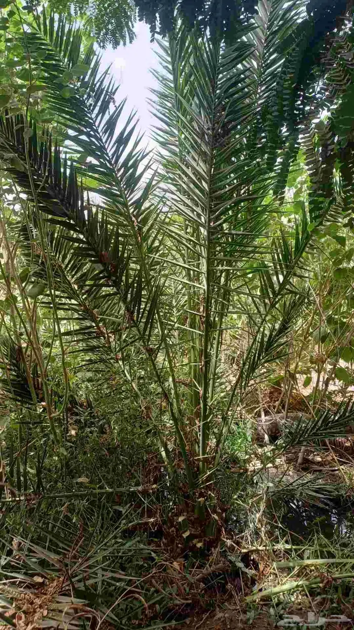 يوجد نخل الكناري مع التوصيل 0