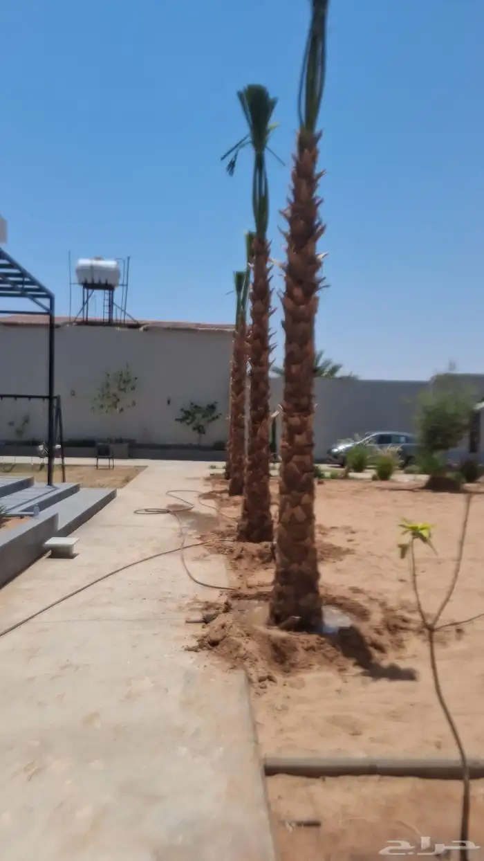 نخل وشنطني زينه تبوك 1