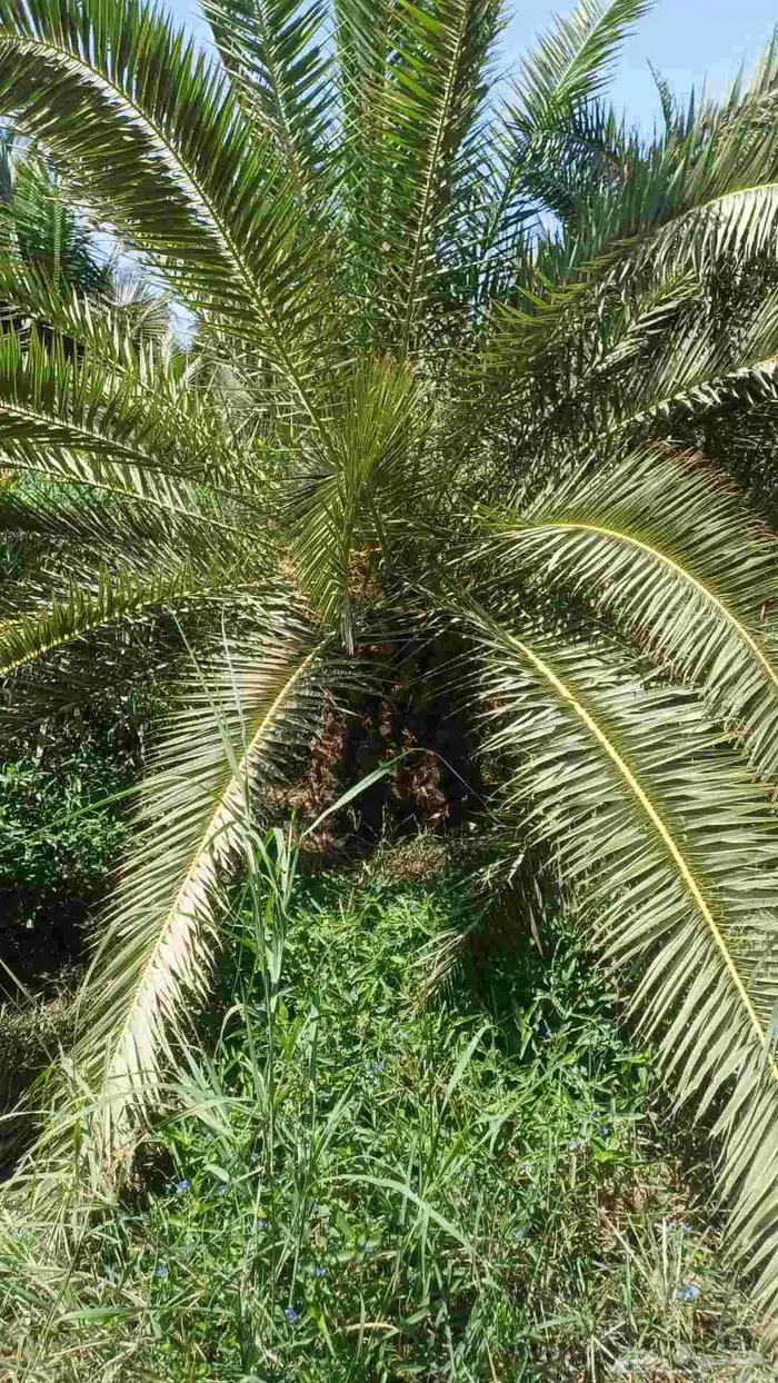 يوجد نخل الكناري مع التوصيل 3
