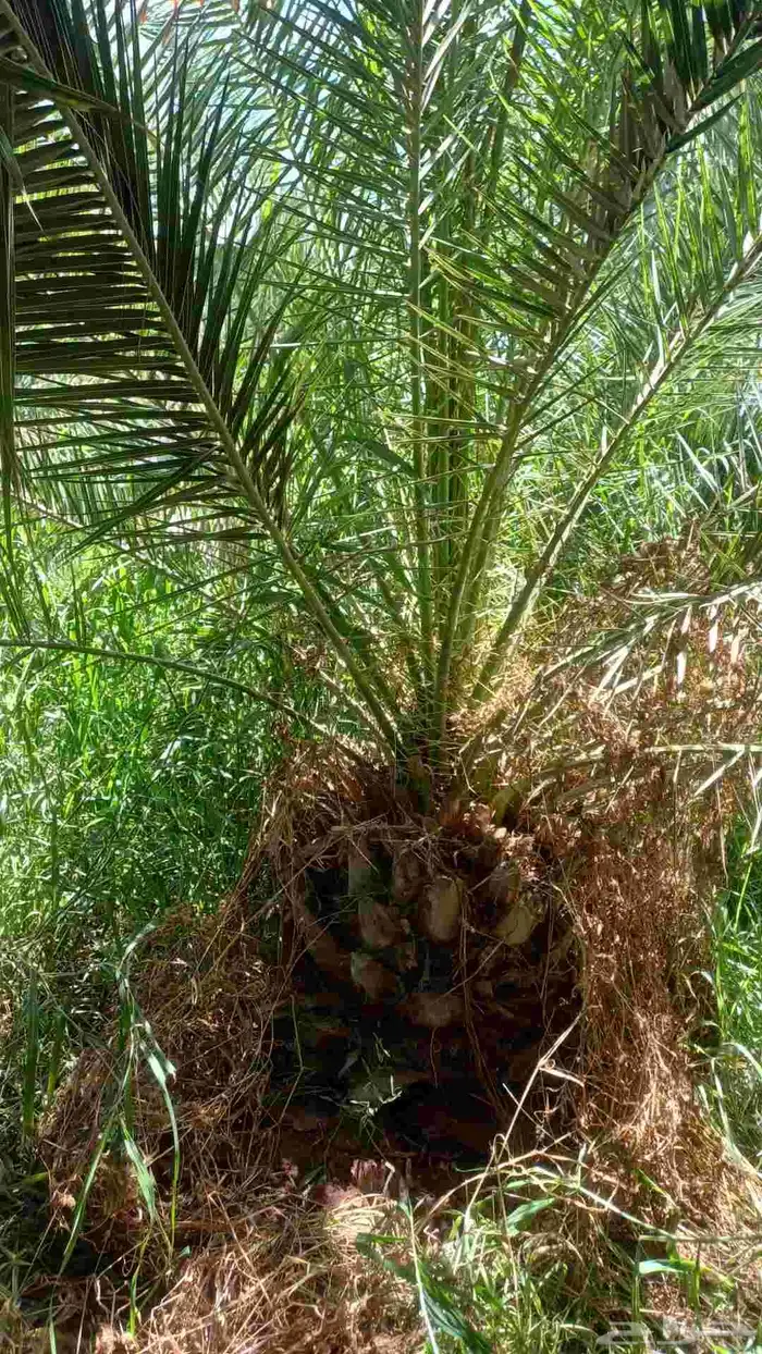 يوجد نخل الكناري مع التوصيل 5