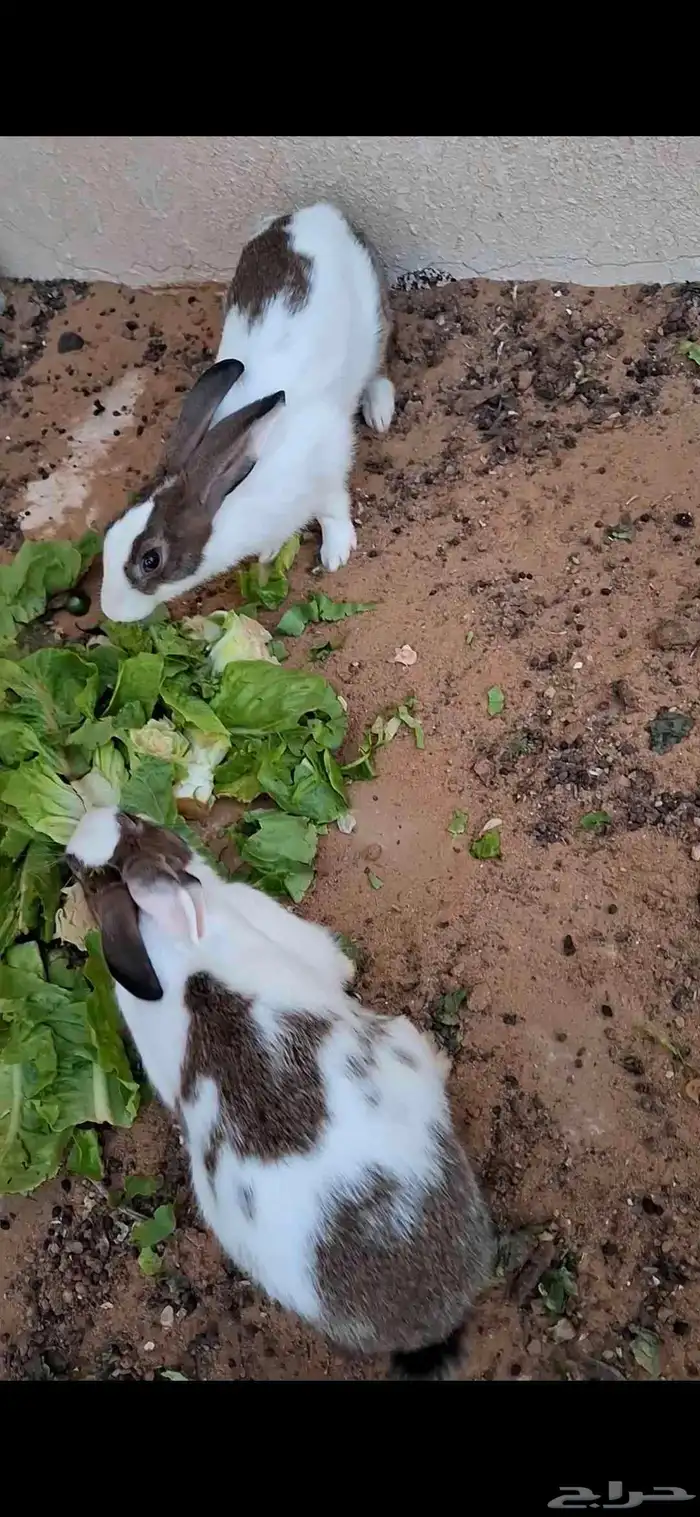 ارنب بلدي اليف للبيع 1