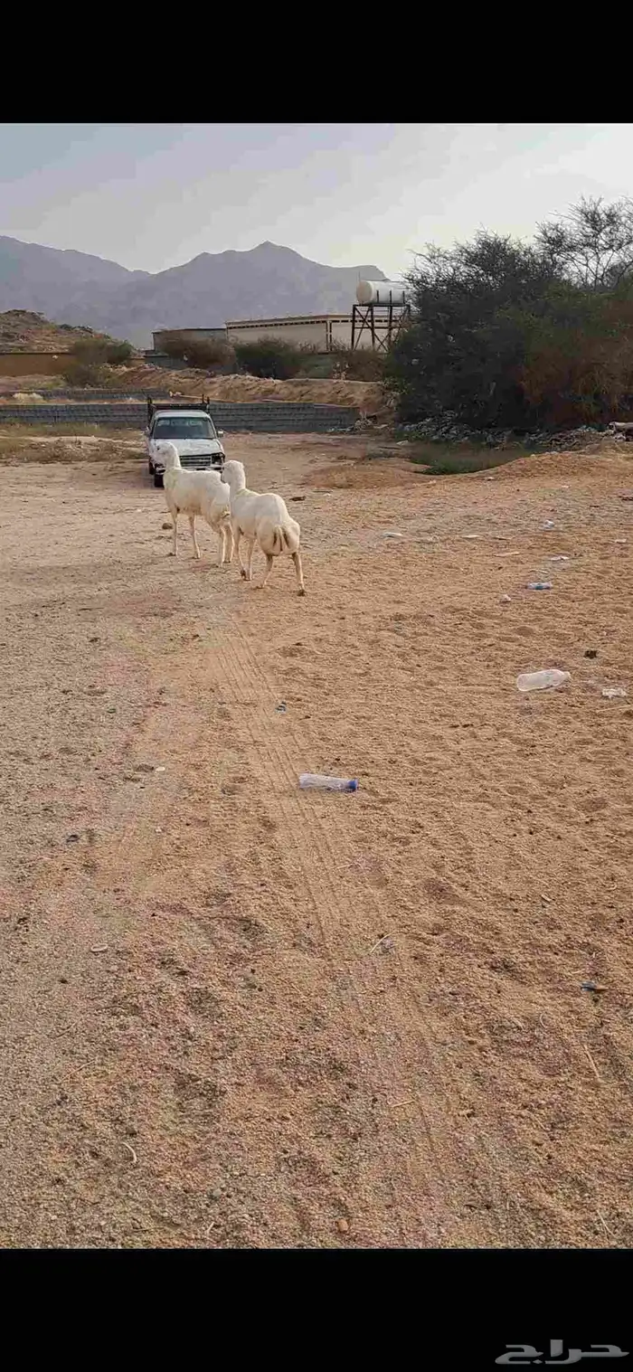 للبيع رخال رفد نضاف وفل شحم 1