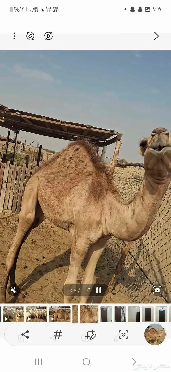 القنفذة احد بني زيد 1