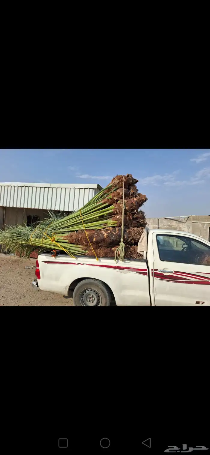 نوفر النخيل بجميع انواعه يوجد لدينا كميات كبيره جميع 0