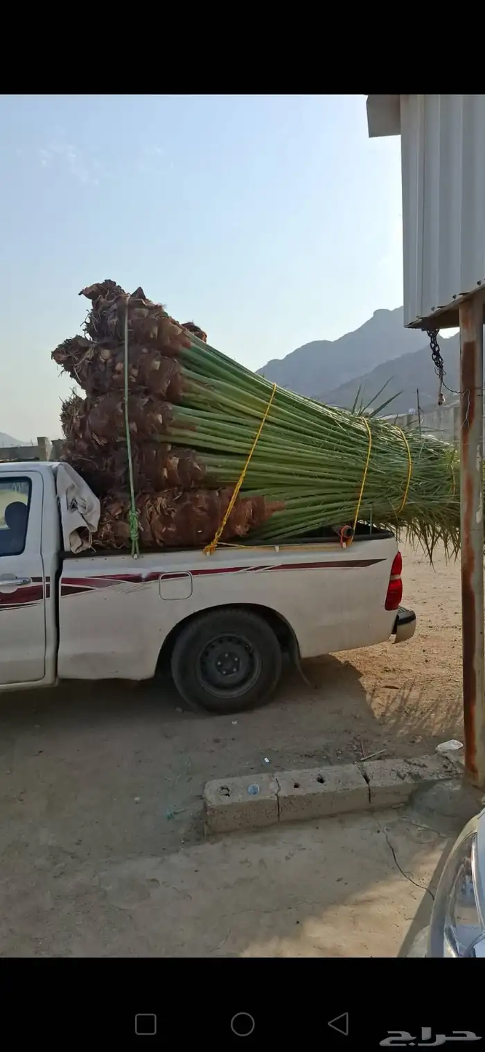 نوفر النخيل بجميع انواعه يوجد لدينا كميات كبيره جميع 2