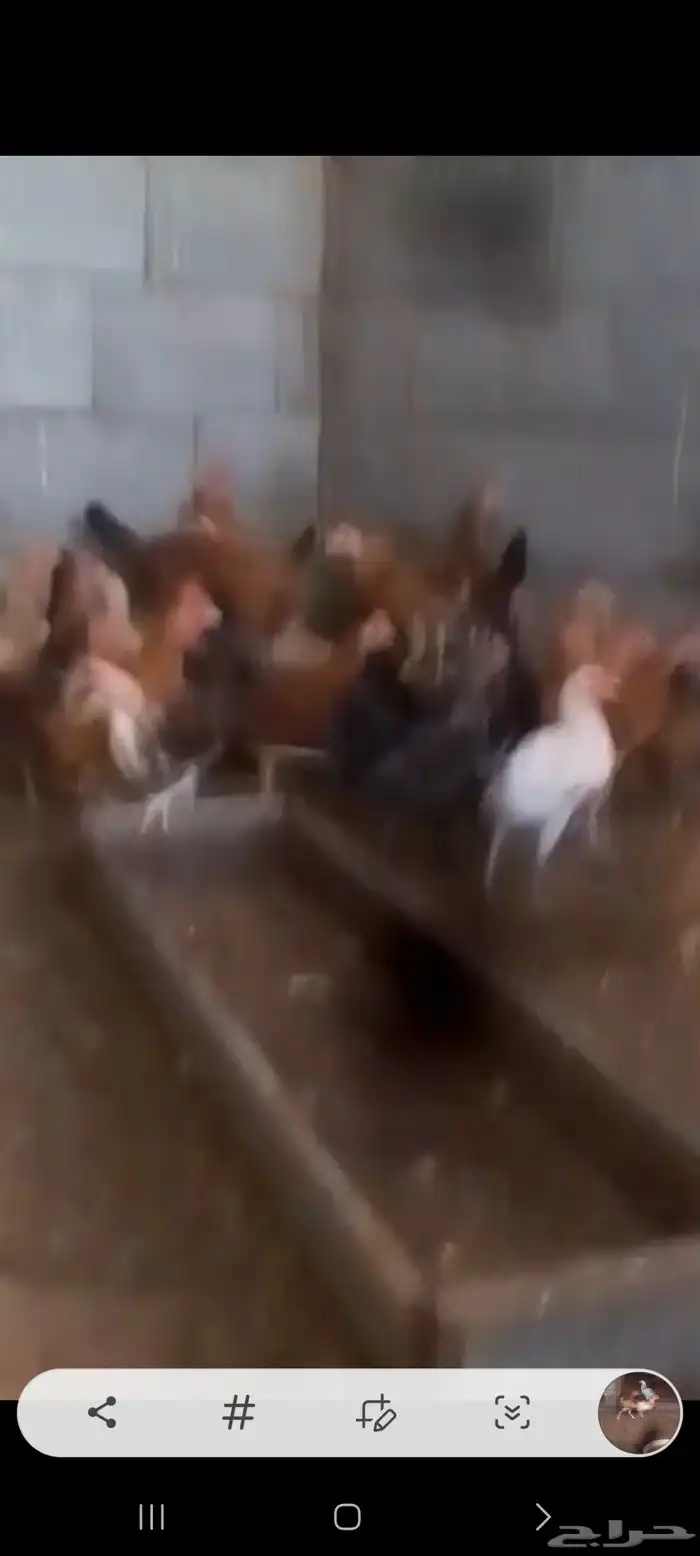 بيع دجاج وديكه ثلاثه شهور 0
