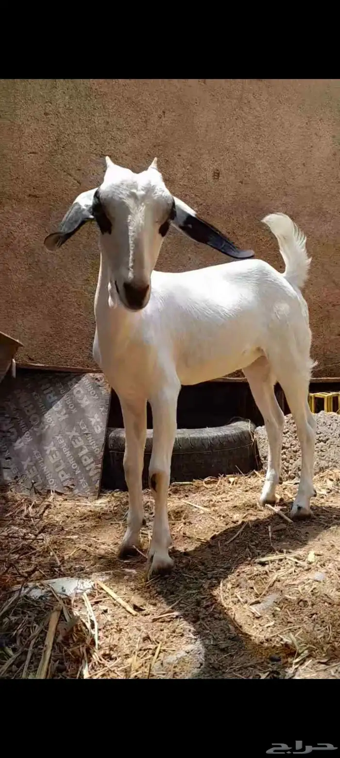 جفره بيشيه صنف 3