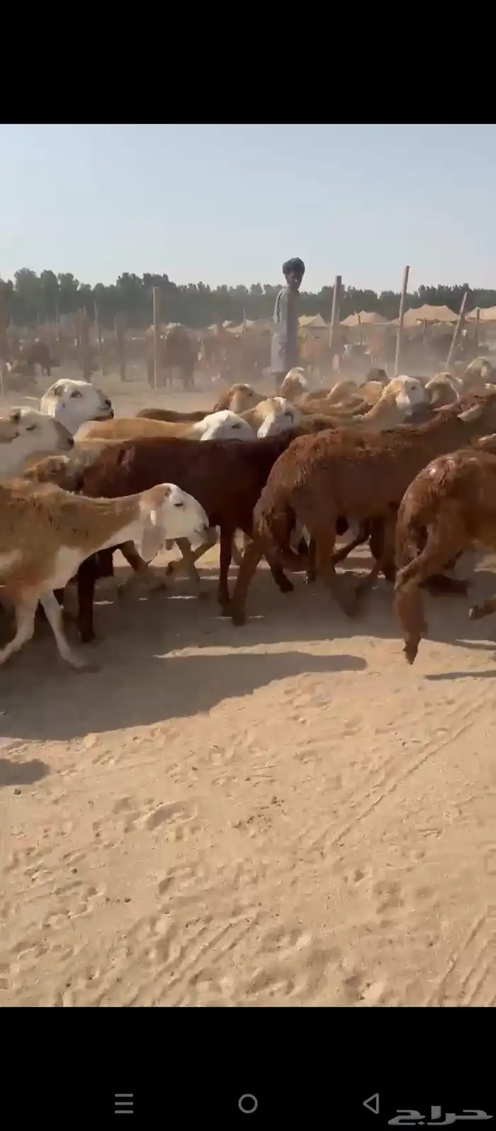 طليان سواكني حمري 4