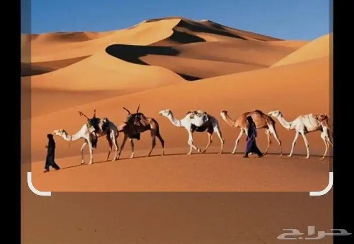 اجار خيول جمال باليوم او الساعه او شهر حسب طلب الزبون 0