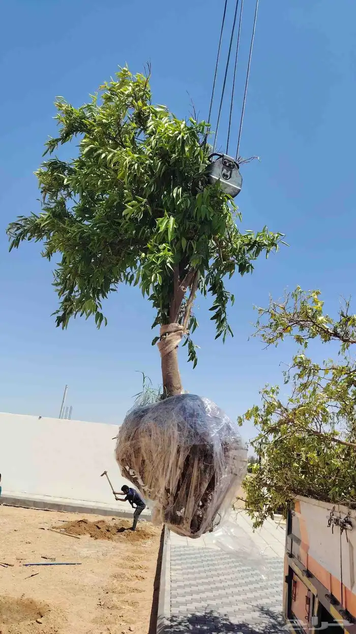 يوجد لدينا أشجار ونخيل 5
