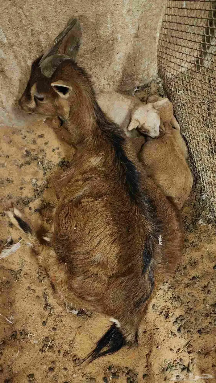 ماعز قزم منتجه ( تم البيع ) 4