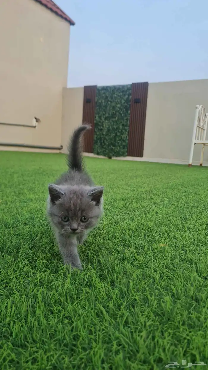 قطط للبيع 1