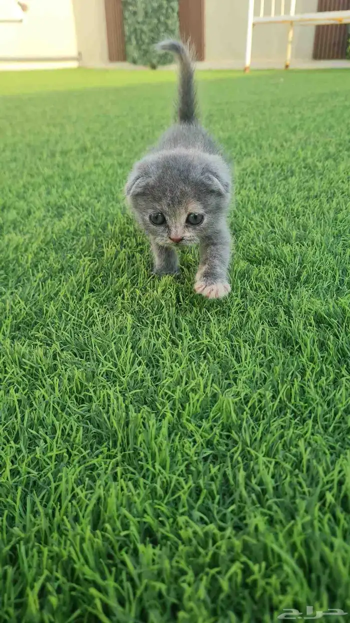 قطط للبيع 5