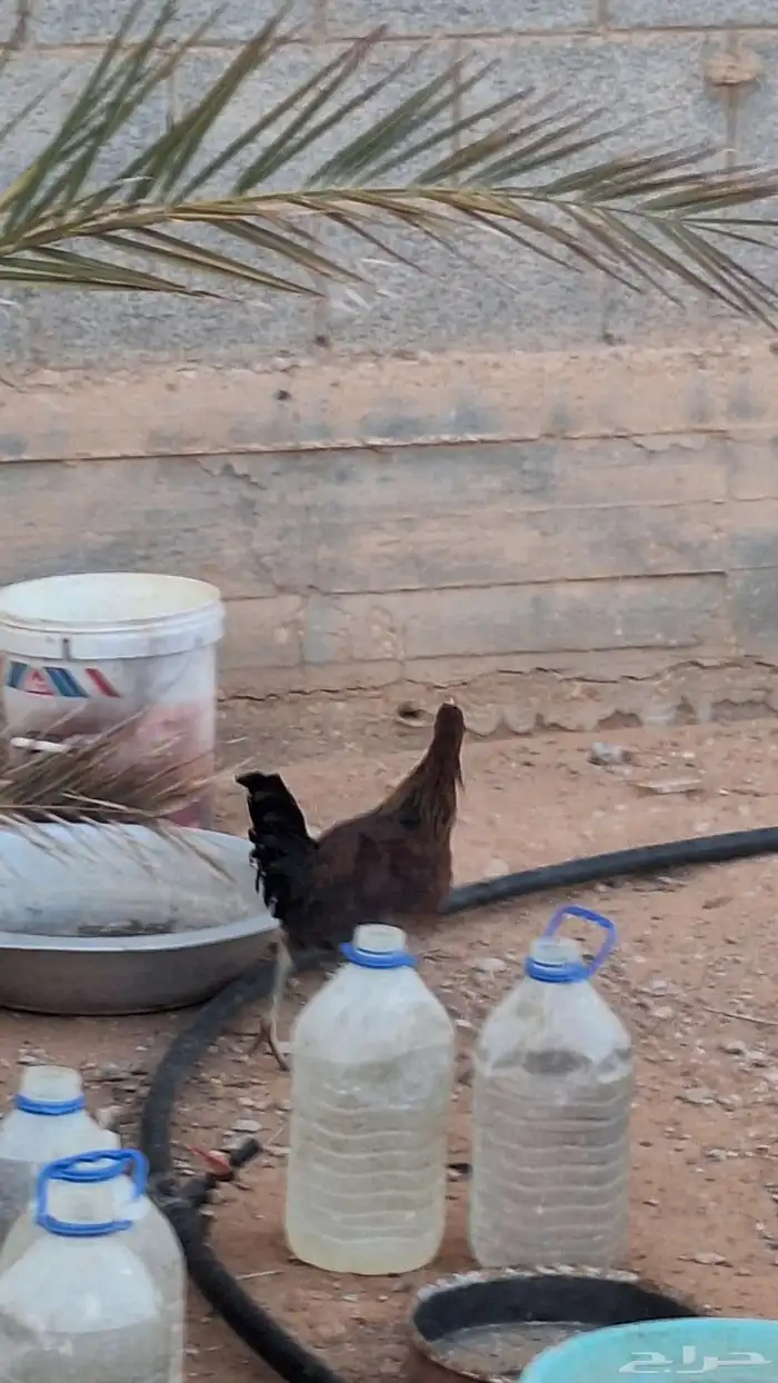ديكان بلديات للبيع 1