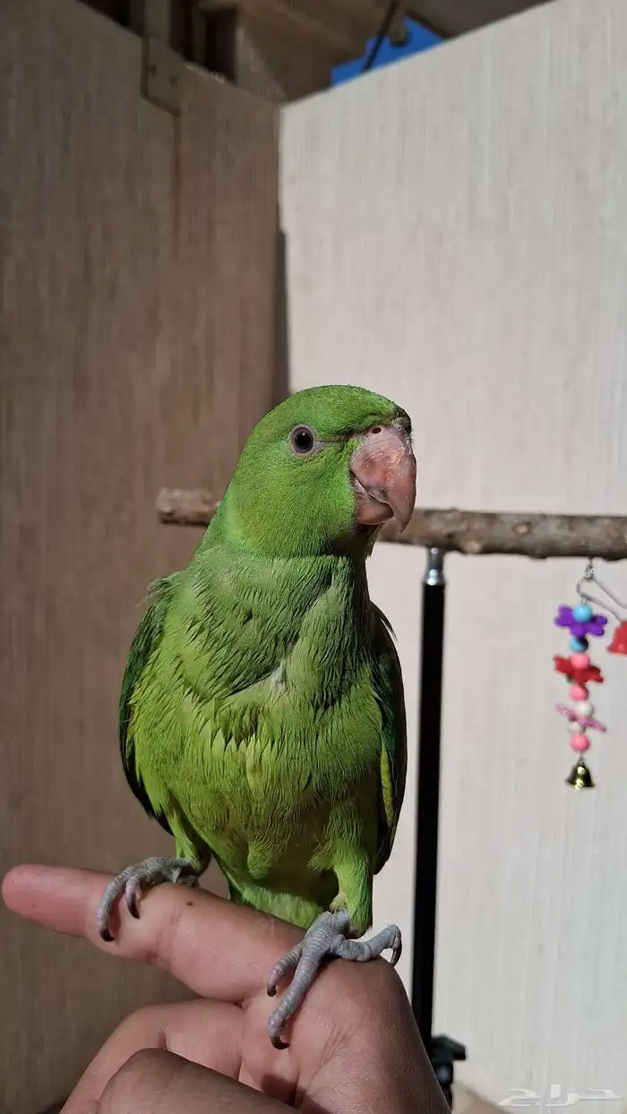 ببغاء الدره الييف 1