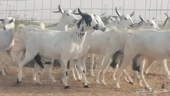 ماعز بيشيات دفيع ومضاريع مراح طيبه بالحيل 16