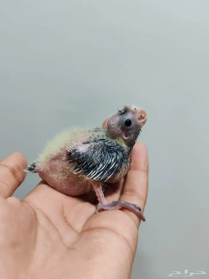 فروخ كروان 2