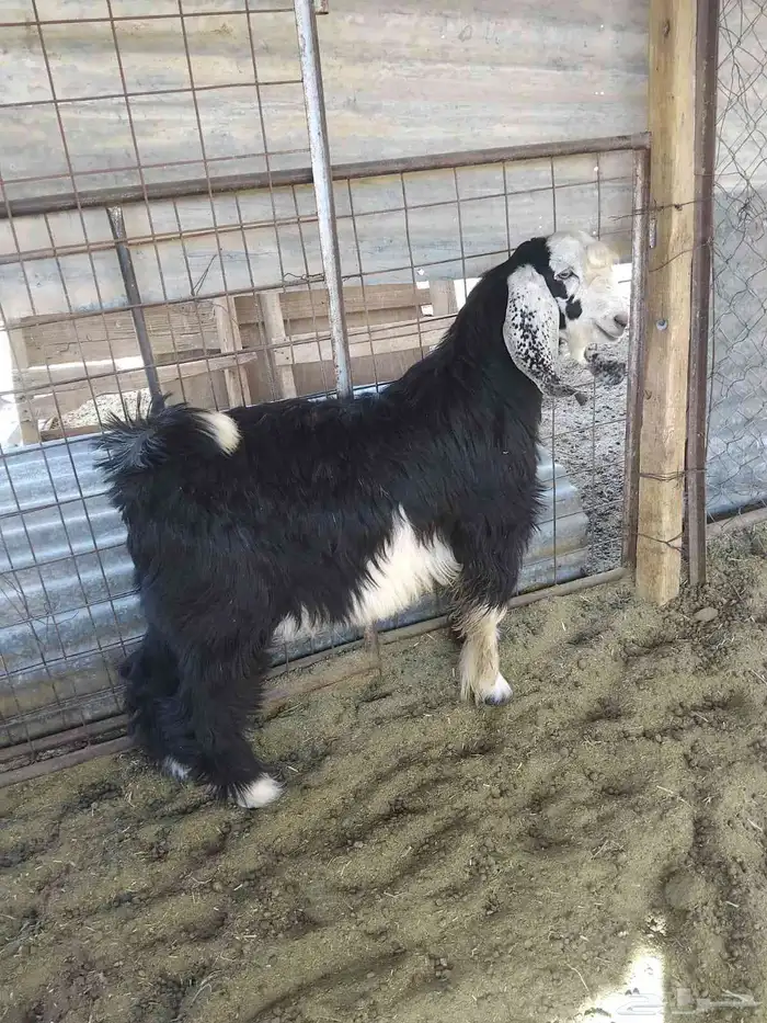 4 تيوس مقفله 0