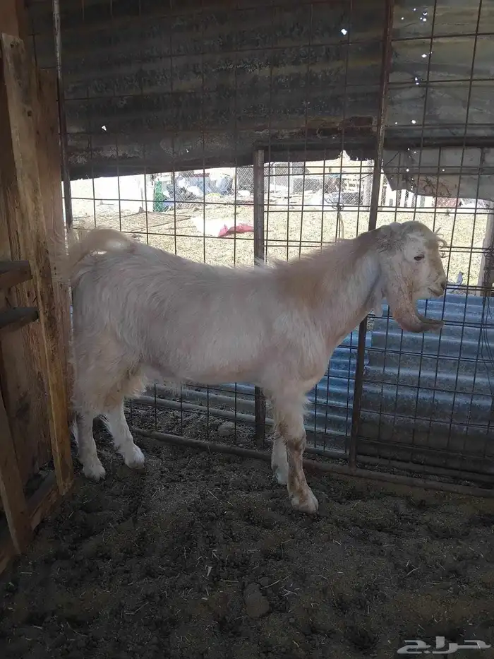 4 تيوس مقفله 1