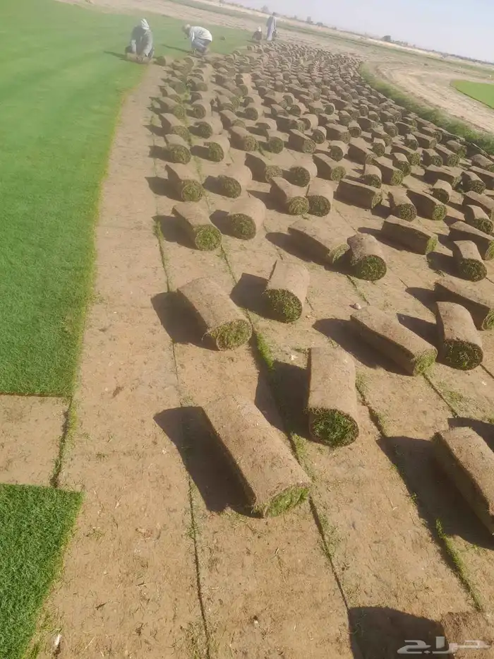 مسطحات خضراء 2