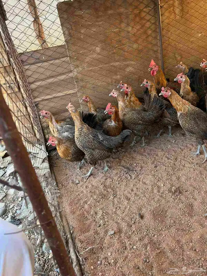 دجاج بلدي بياض 2
